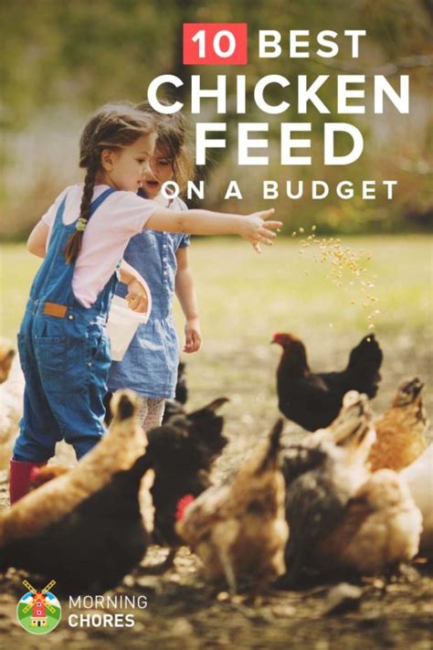 Cheap chicken feed. Things To Know About Cheap chicken feed. 